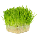 Catnip Grass
