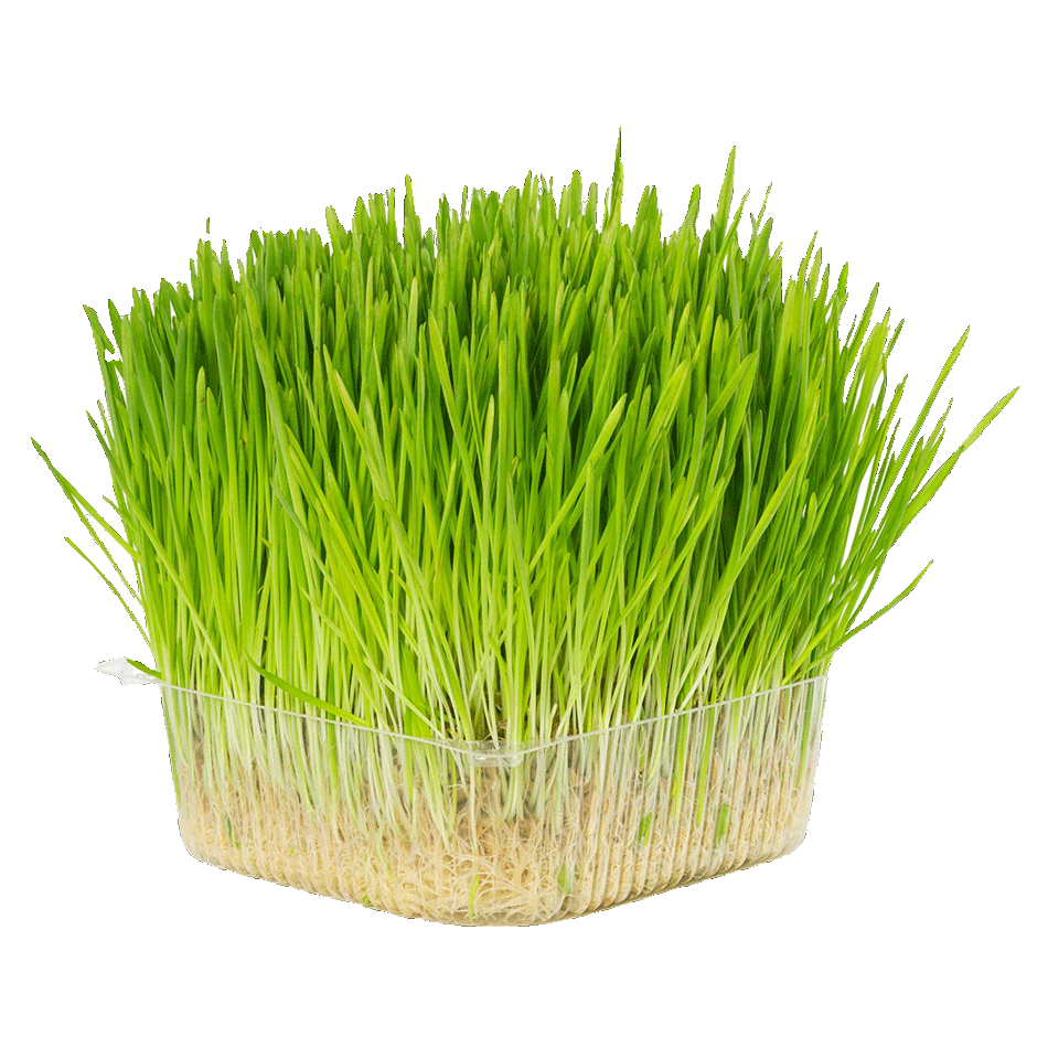 Catnip Grass